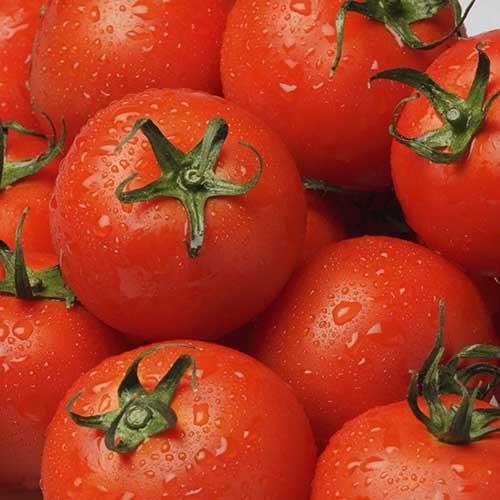 生シロップ 信州とまと 業務用1kg とまと シロップ とまとシロップ かき氷シロップ かき氷