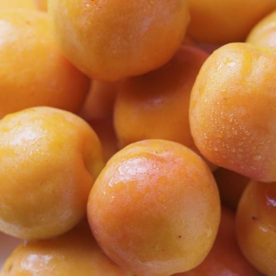 生シロップ 信州千曲のあんず 業務用1kg あんず シロップ あんずシロップ かき氷シロップ かき氷